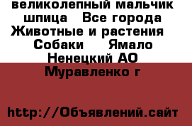 великолепный мальчик шпица - Все города Животные и растения » Собаки   . Ямало-Ненецкий АО,Муравленко г.